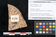 Foto (Objekt + Etikett) von Sequoia couttsiae Heer (NHMW-GEO-2024-0188-8256)